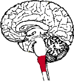 figura cervello 1