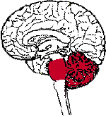 figura cervello 2