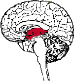 figura cervello 4