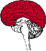 figura cervello 5