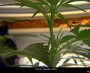 pianta di cannabis: femmina