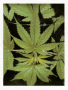 Marijuana: la forma delle foglie